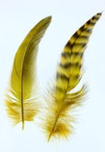 10-15cm Colored Feathers Rooster x2