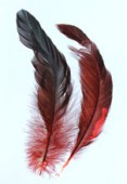 8-15cm Colored Feathers Rooster x2