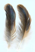 8-15cm Colored Feathers Rooster x2