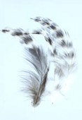 10-13cm Colored Feathers Rooster x2
