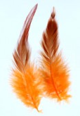10-13cm Colored Feathers Rooster x2