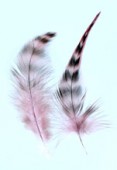 7-9cm Colored Feathers Rooster x2