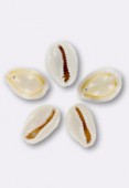 Cowrie Shell Beads W / 1 Hole x2